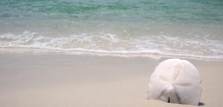 sand dollar on the carribean sea