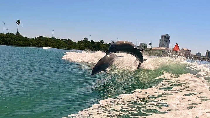 2 Dolphins Leaping into the air behind a powerboat in Tampa Bay