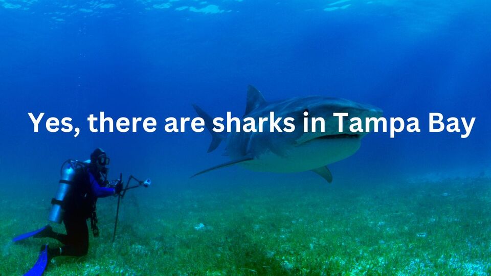 Can You See Sharks In Tampa Bay