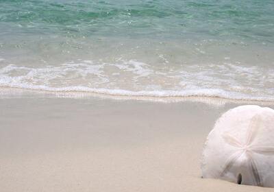 What Beach In Florida Has Sand Dollars?