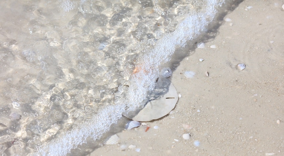 Does Clearwater Beach Have Seashells